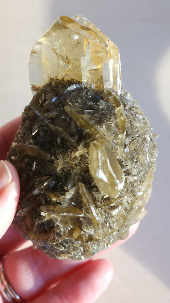 Incredible Rare Duckbill Selenite Collector Specimen | Fine Mineral Specimen | Golden Selenite Gypsum